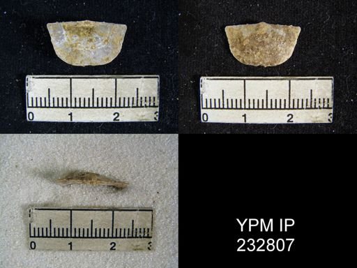 Chonetes granulifer