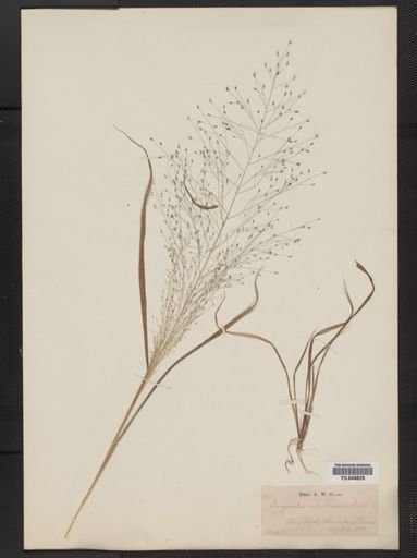 Eragrostis capillaris