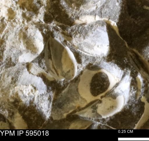 Protocardia sp.