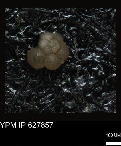undet. Foraminiferida