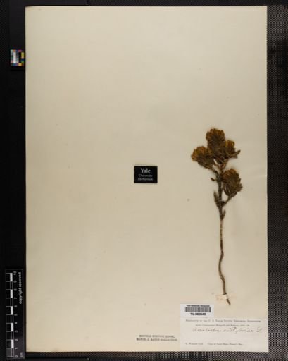 Aspalathus