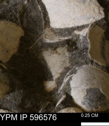 undet. Mollusca