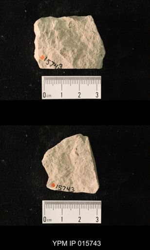 Pycnoblattina curvata