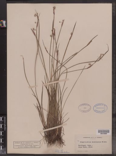 Sisyrinchium mucronatum