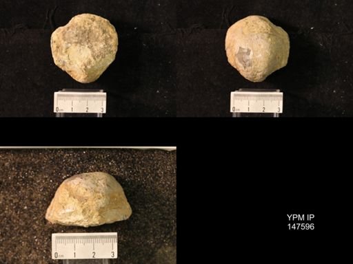 Pustula nebrascensis symmetrica?
