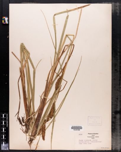 Carex rostrata