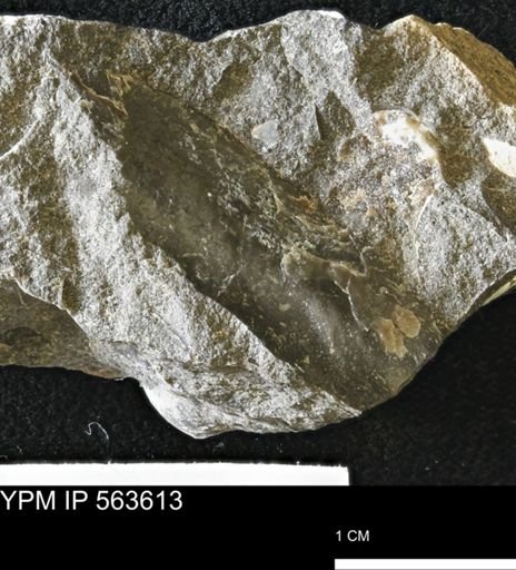 undet. Bivalvia