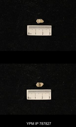Brachiopoda