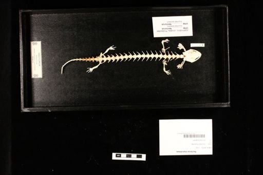 Necturus maculosus