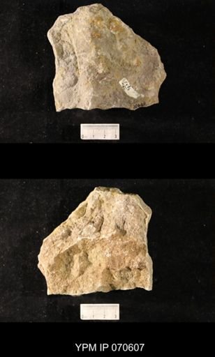Favosites louisvillensis