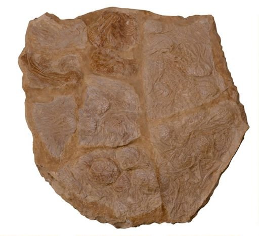 Uintacrinus socialis