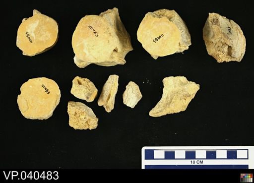 Platecarpus sp.