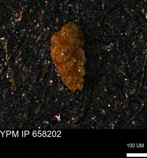 undet. Foraminiferida