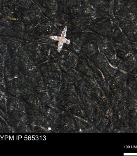 undet. Porifera