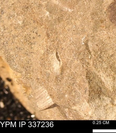 undet. Mollusca