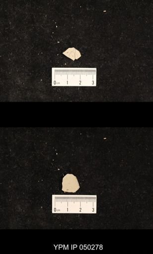 undet. Hexapoda