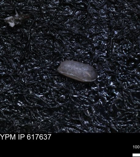 undet. Ostracoda