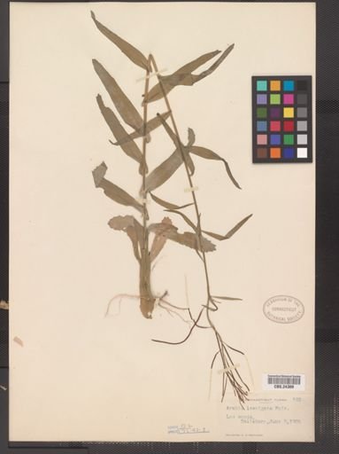 Arabis laevigata