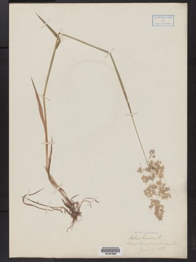 Holcus lanatus