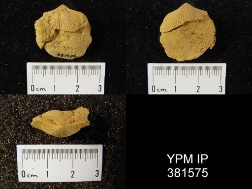 Dalmanella perelegans