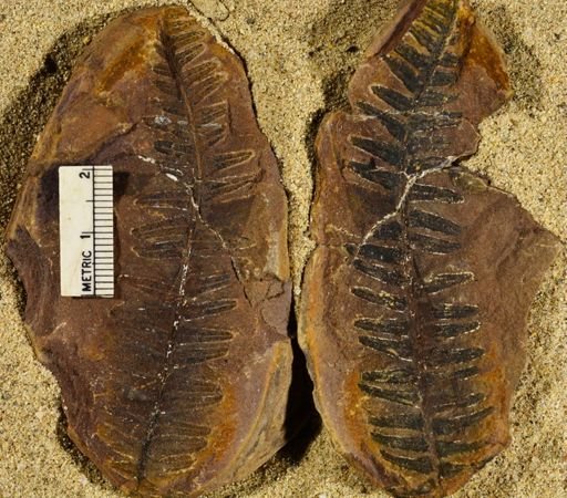 Pecopteris miltoni