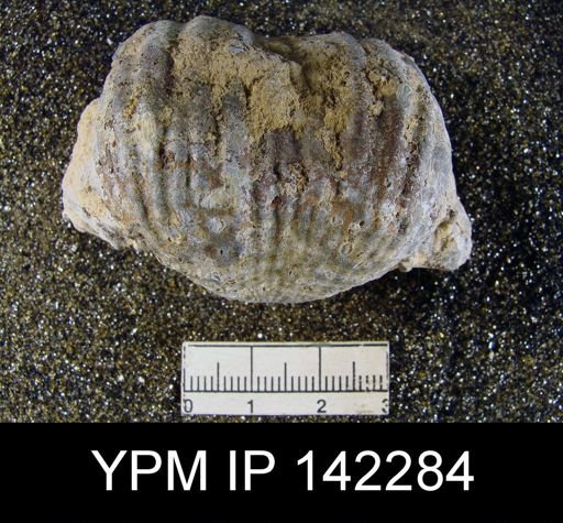 Productus (Dictyoclostus) indicus