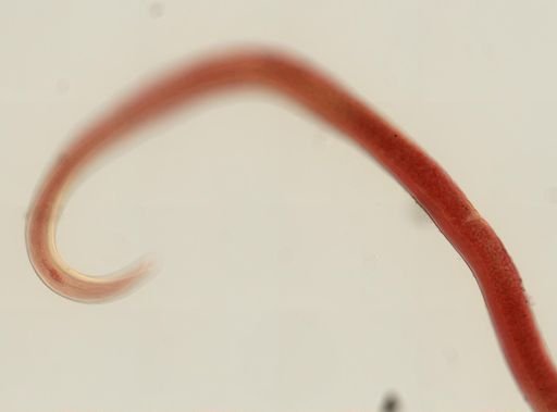 Rhabdias ranae