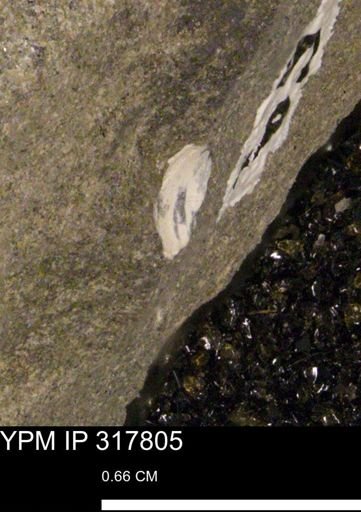 undet. Mollusca