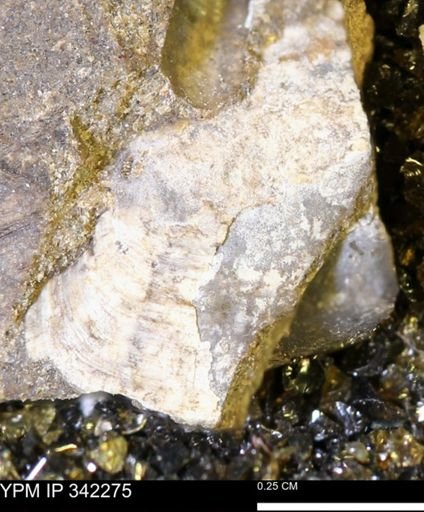 undet. Bivalvia