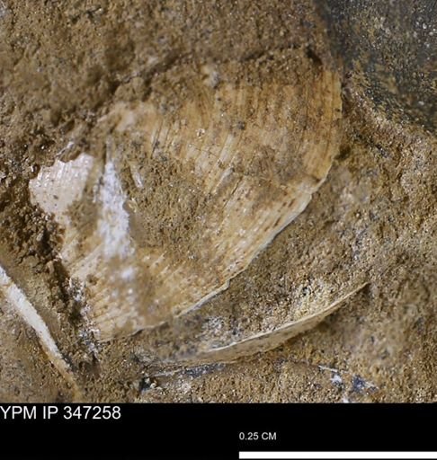 undet. Bivalvia