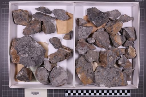 mixed taxa, stratigraphic collection