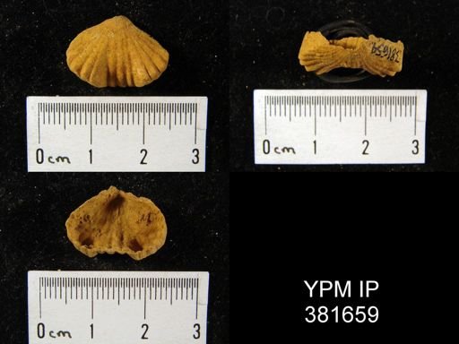 Uncinulus sp.