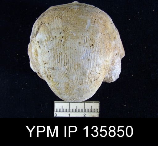 Productus (Linoproductus) lineatus