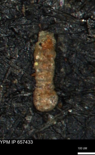 Ammobaculites petilus