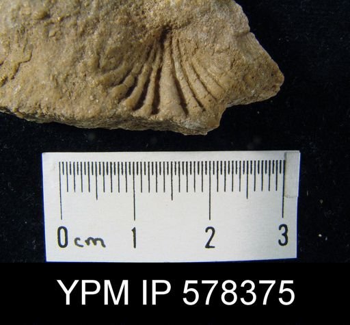 Spiriferina sp.
