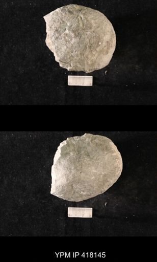 Tetradium sp.