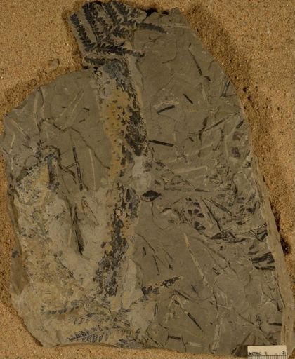 Lepidodendron