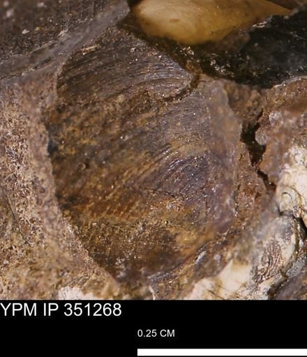 Limopsis striatopunctatus