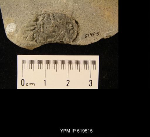 undet. Archaeocidaridae