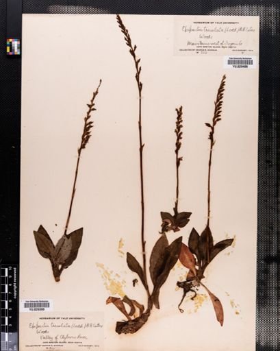 Goodyera tesselata