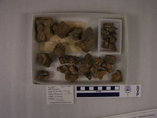 cf. Sparassodonta