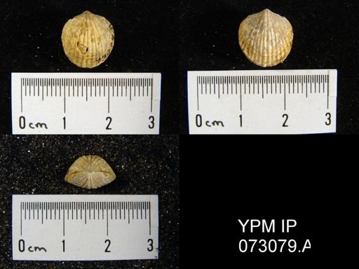 Atrypa tennesseensis