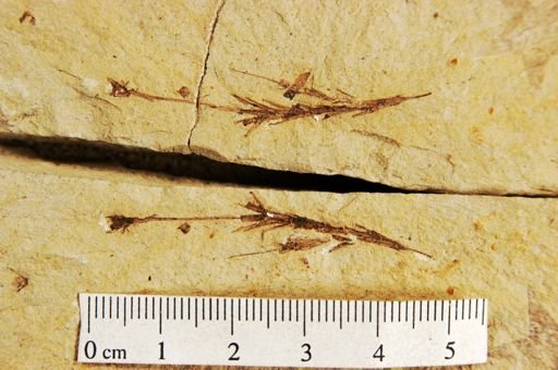 Graminites andropogonoides