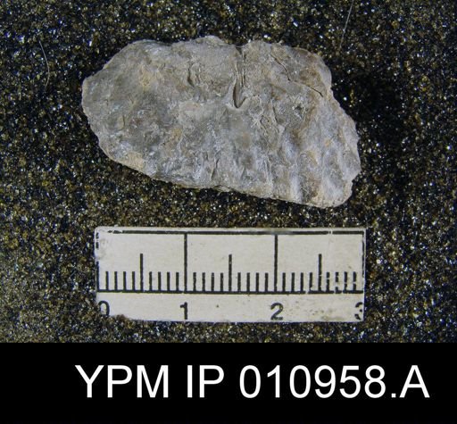Meekella irregularis texana