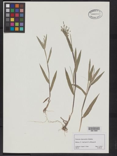 Panicum oligosanthes