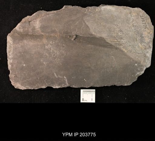 Calycanthocrinus decadactylus