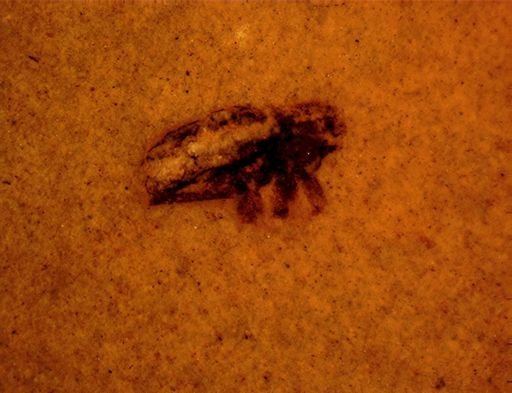 undet. Curculionidae