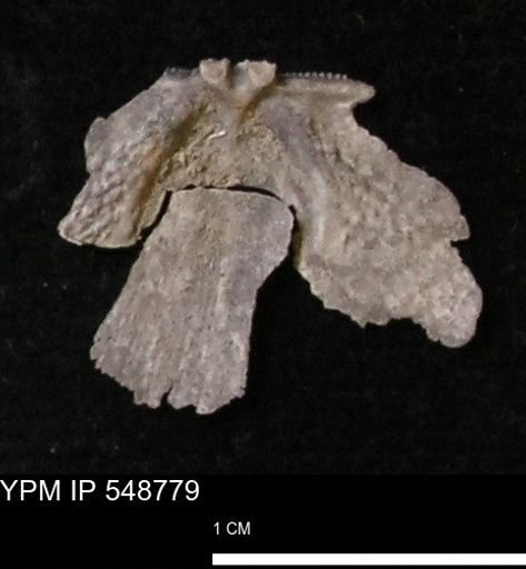 Stropheodonta perplana