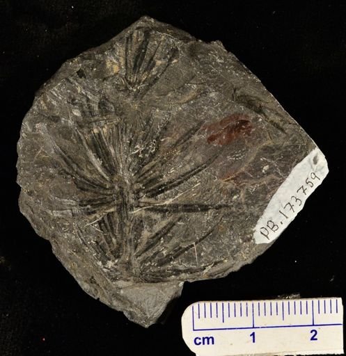 Asterophyllites sp.