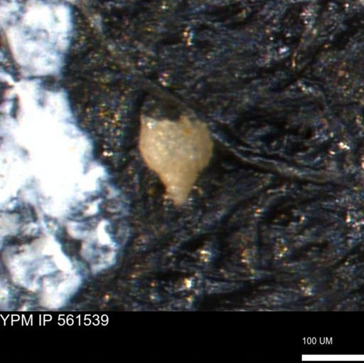 Miliammina ischnia